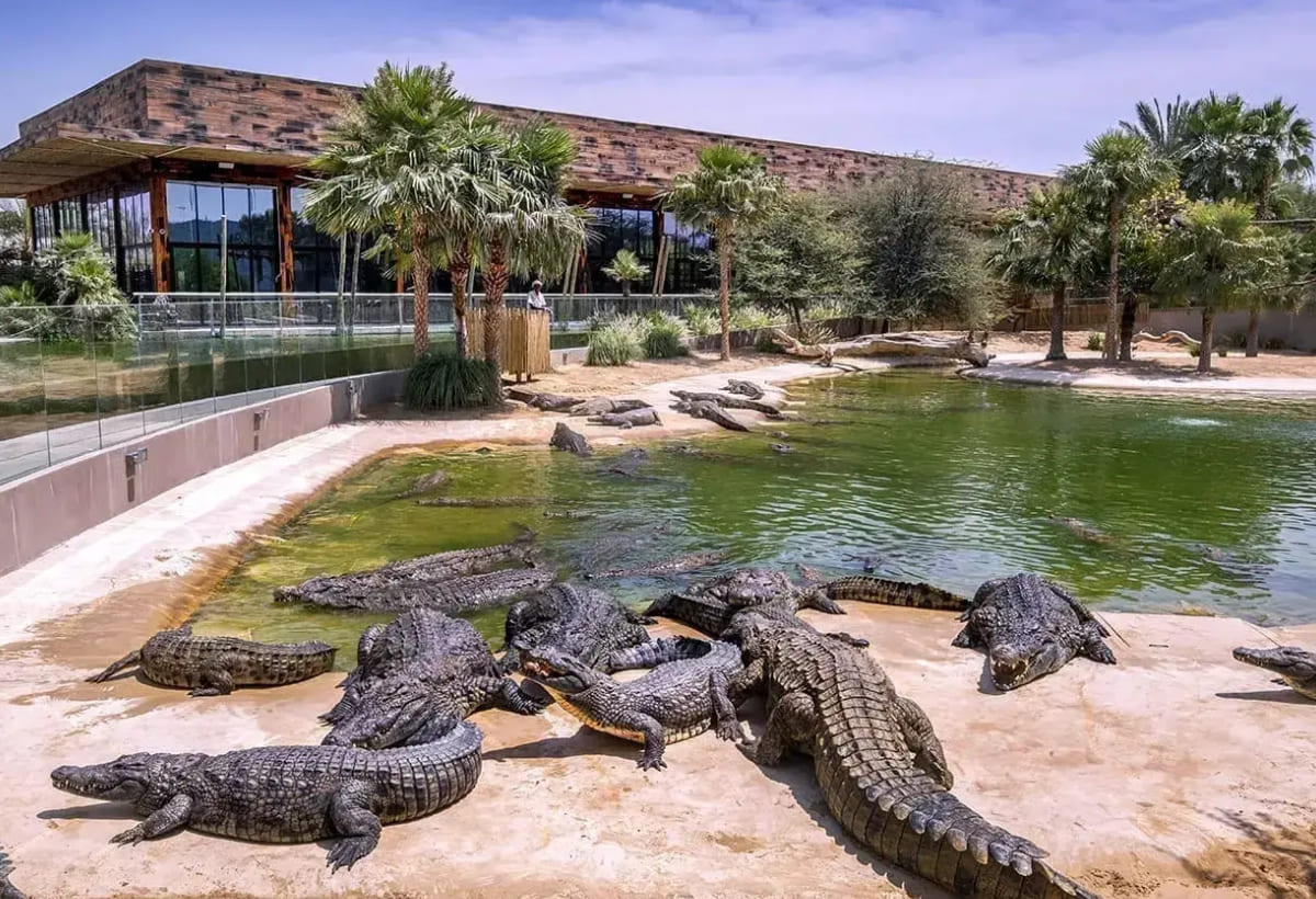 dubai-crocodile-park