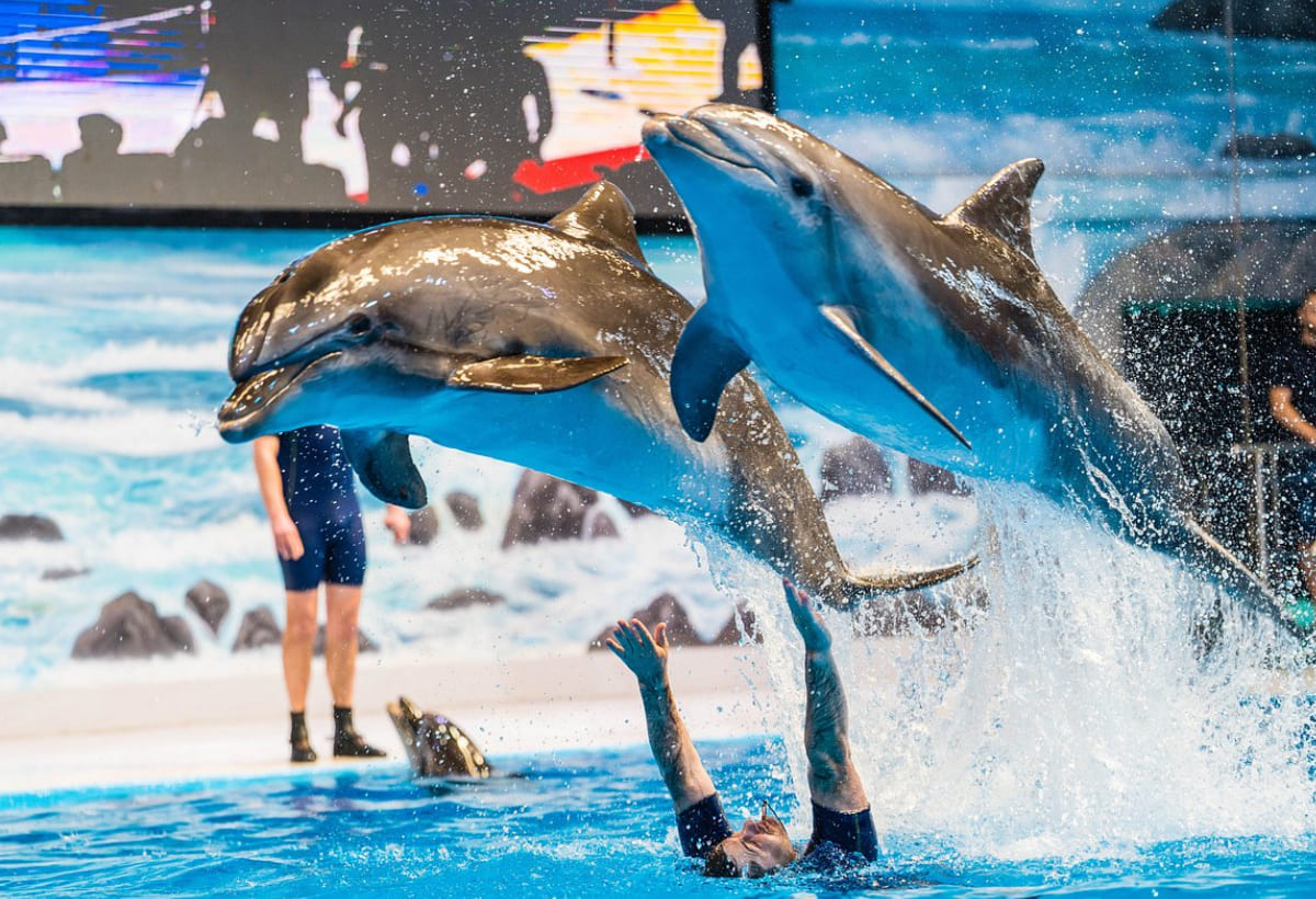 dubai-dolphinarium